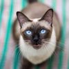 What Are the Characteristics of Siamese Cats?