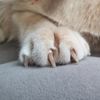Why Do Cats Knead?