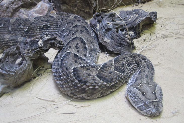 Venomous snakes puff