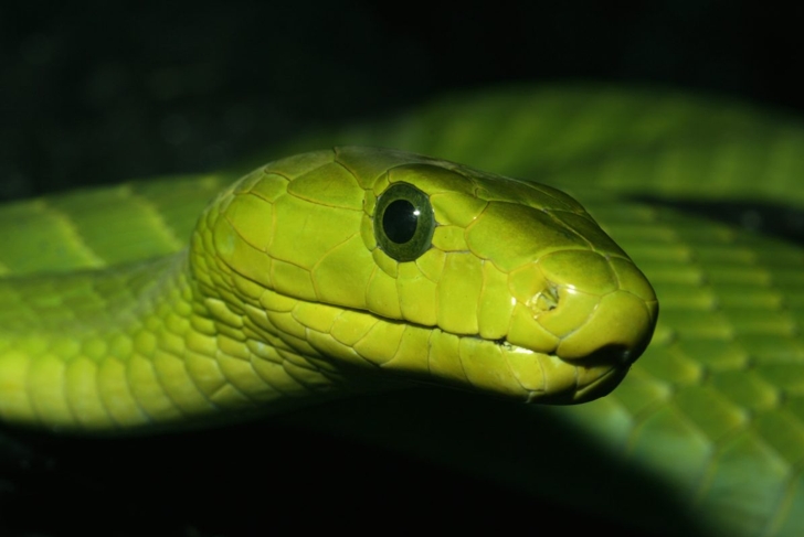 Venomous snake