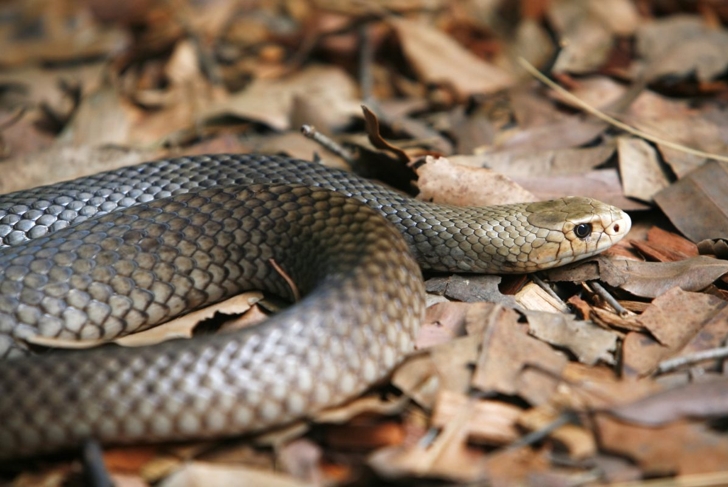 Venomous snakes in the world