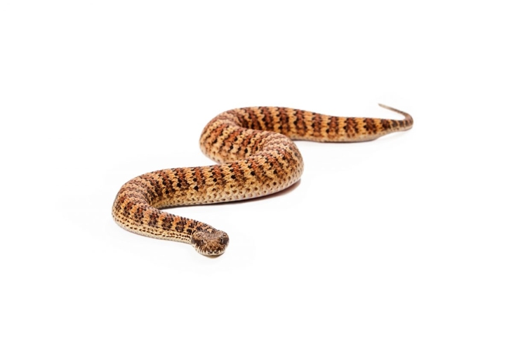 Venomous snakes death adder