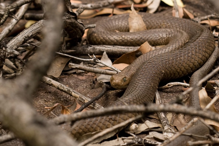Venomous snakes snakes