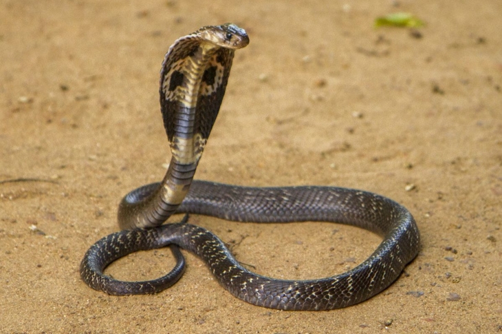 Venomous snakes king cobra