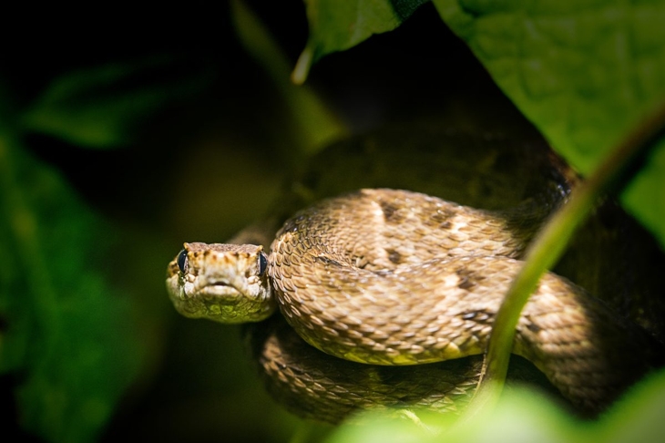 Venomous snakes common