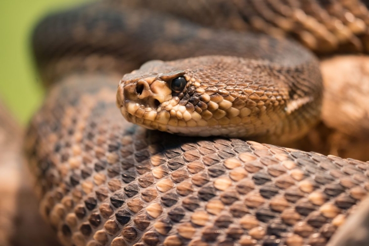 Venomous snakes