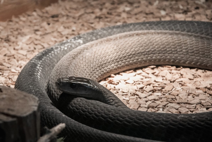 Venomous snakes