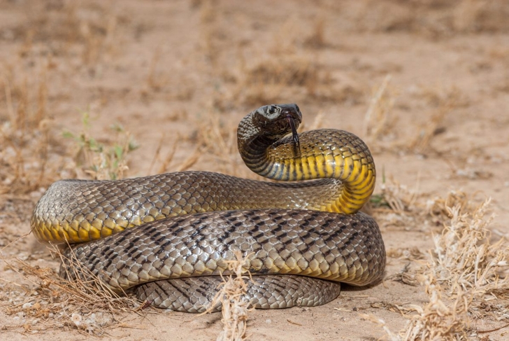 most Venomous snakes