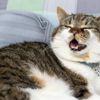 Why Do Cats Sneeze?