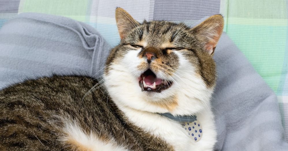 Why do cats sneeze critter culture