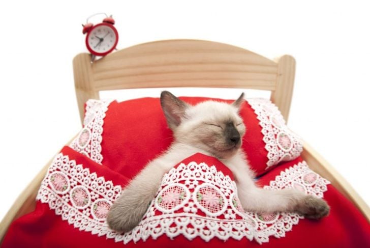 waking sleeping cat feline safe