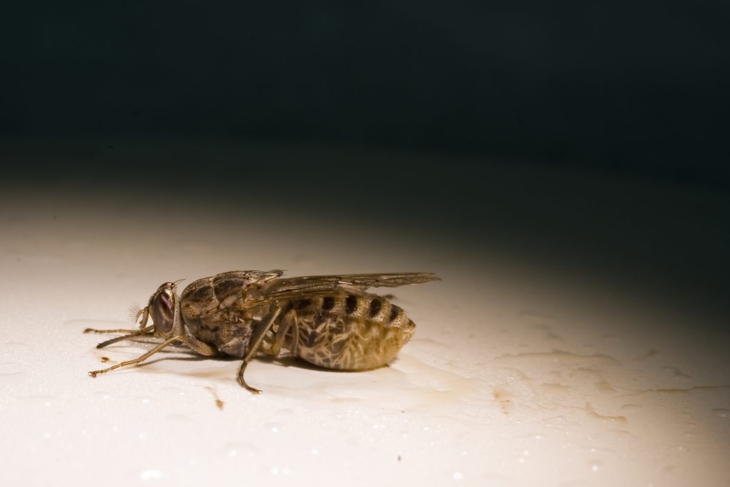 Close-up of tsetse fly
