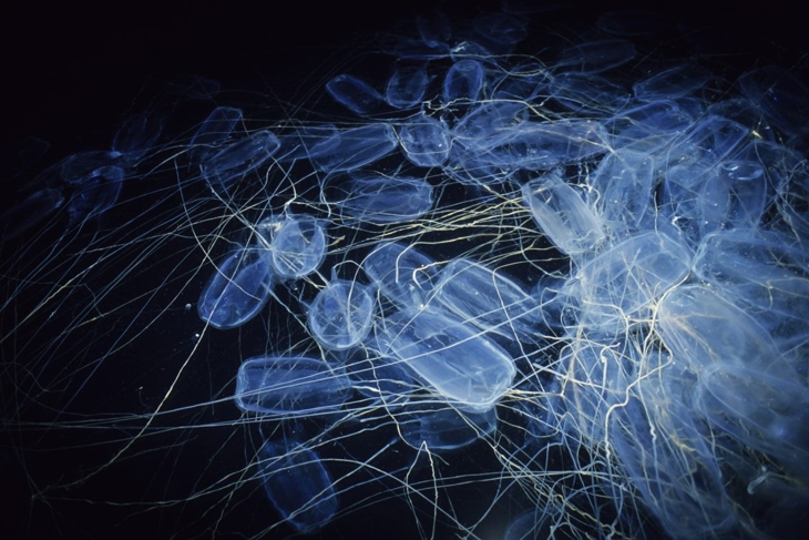 Swarm of venomous jellyfish