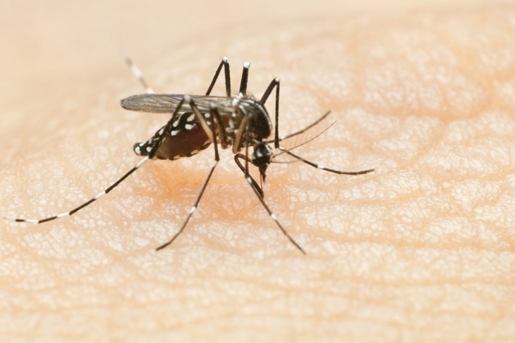 Mosquito on human skin