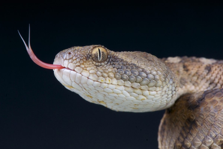 Saw-scaled viper flicking its tongue
