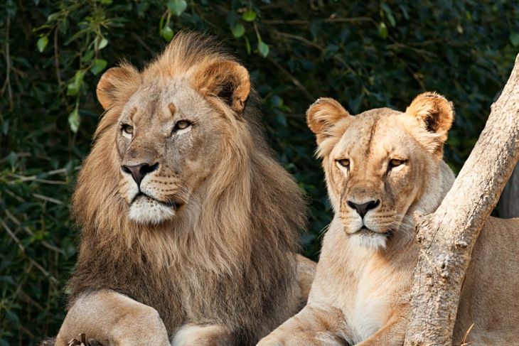 Male and female lion pair