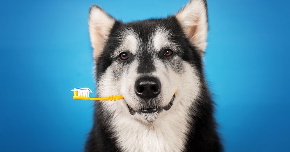 How Do You Brush a Dog's Teeth? Critter Culture
