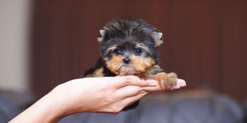 The Cutest Teacup Dogs