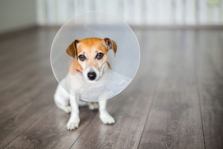 Jack Russell terrier wearing e-collar
