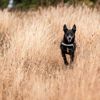 How to Catch Dementia in Dogs Early