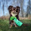 Understanding Mucus in Dog Poop: Causes, Treatment, and Prevention