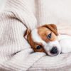 What is Vestibular Disease in Dogs?