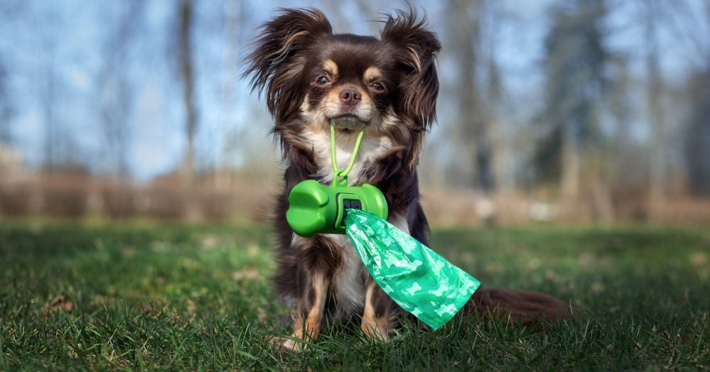Understanding Mucus in Dog Poop Causes, Treatment, and Prevention