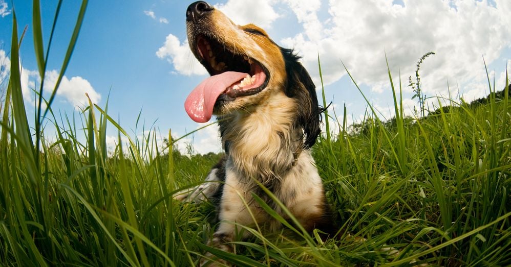 Understanding and Managing Hiccups in Dogs Critter Culture