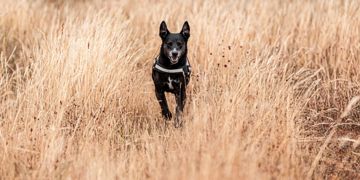 How to Catch Dementia in Dogs Early