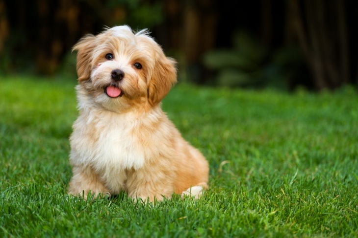Adorable Havanese Puppy