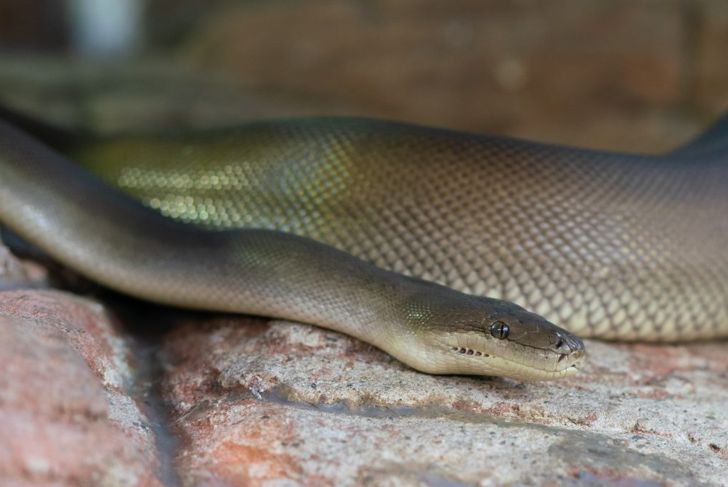olive python australia liasis olivaceus