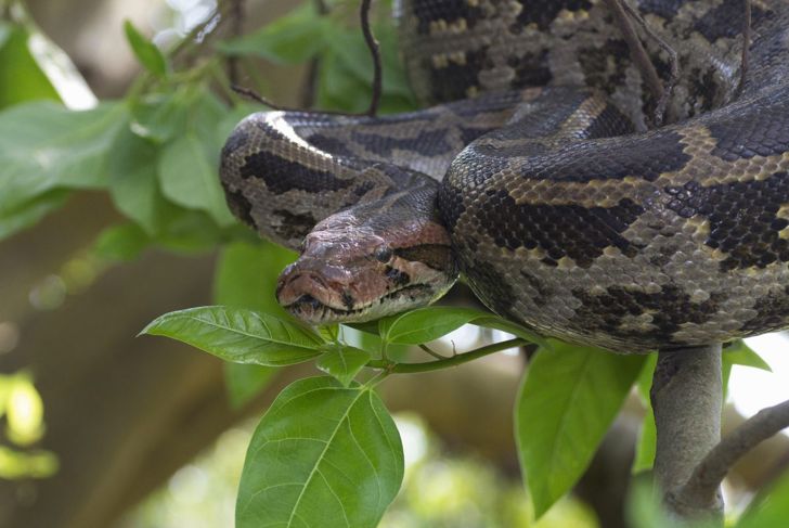 indian rock python molurus pakistan