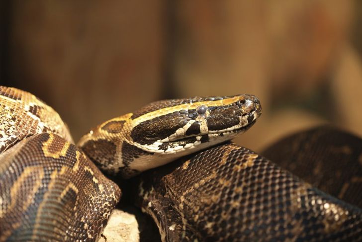 sub-saharan Africa mean snake