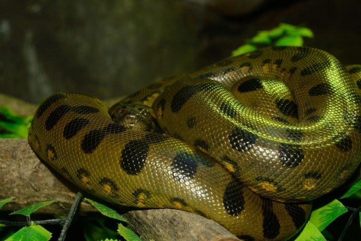 green anaconda orinoco amazon slow-moving