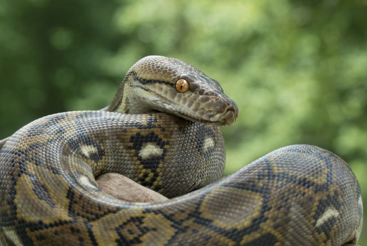 reticulated malayopython reticulatus tropical rainforests
