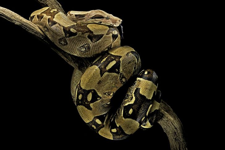 boa constrictors triangular heads