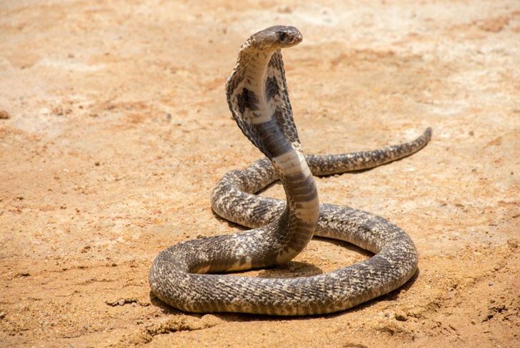 king cobra neurotoxic venom strike