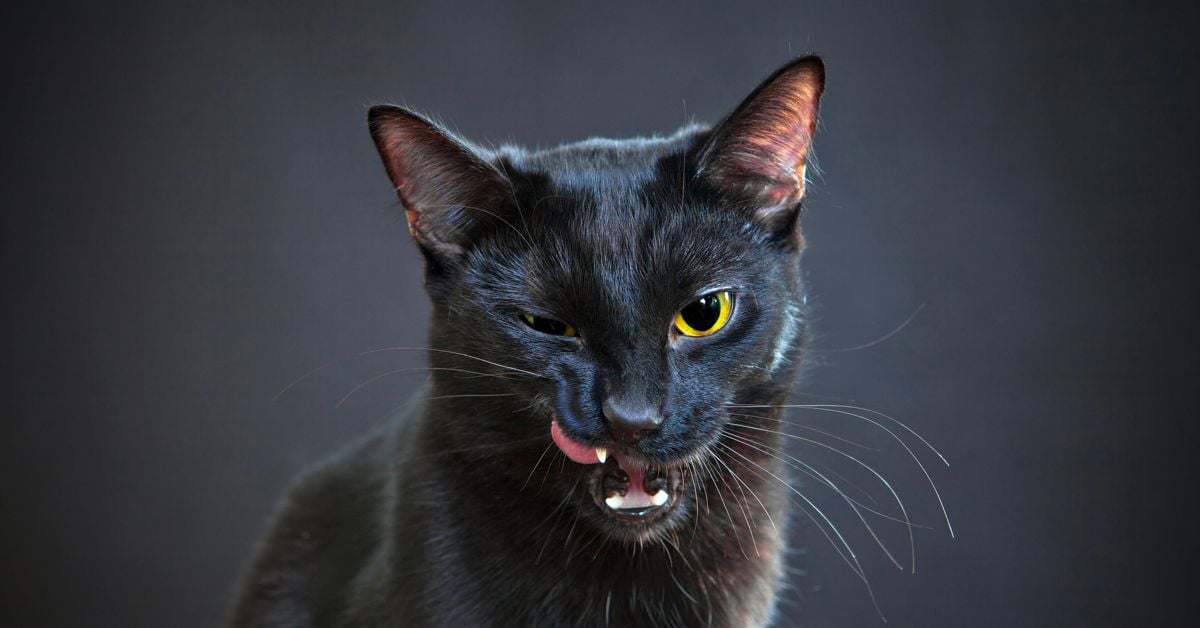 Black Cat Names That Are So Good, It's Spooky Critter Culture