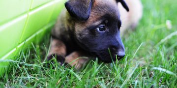 Is the Belgian Malinois the Perfect Dog for You?