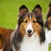 All About the Shetland Sheepdog