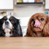 Are Almonds Safe For Dogs?