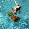 Can Dogs Eat Pineapple?