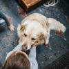What Is Hemorrhagic Gastroenteritis in Dogs?