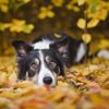 Do Dogs Have Periods?