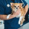 What is Canine Distemper?