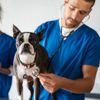 What Is Addison's Disease In Dogs?