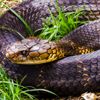 The Most Venomous Snakes in the World