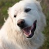 Should You Get a Great Pyrenees Dog?