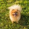 Can Dogs Eat Ham?