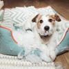 Interpreting Your Dog's Behavior